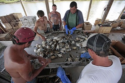 WaPo crabs in Gulf.jpg